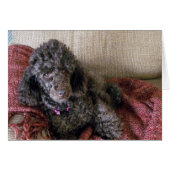 Brown Poodle im Stuhl, Custom, Blank Inside (Vorderseite (Horizontal))