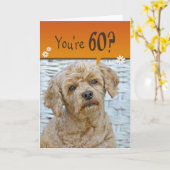 Brown Poodle zum 60. Geburtstag Karte (Gelbe Blume)