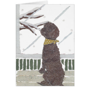 Brown-Pudel, Schokoladen-Pudel