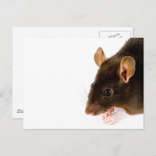 Brown Rat Postkarte (Vorne/Hinten)