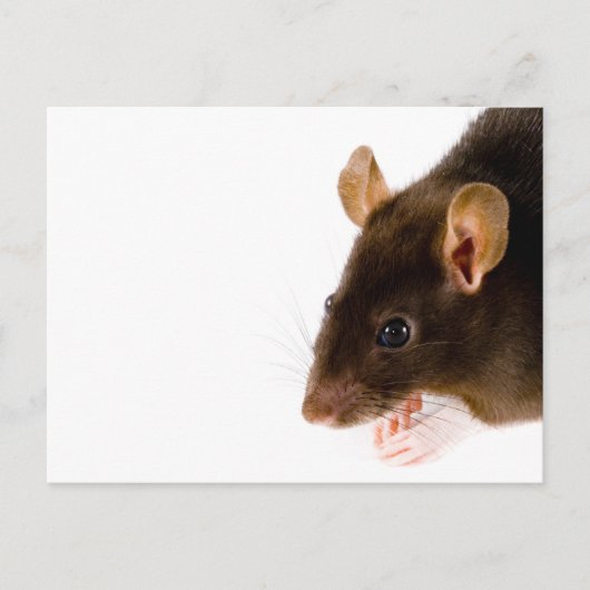 Brown Rat Postkarte (Vorderseite)