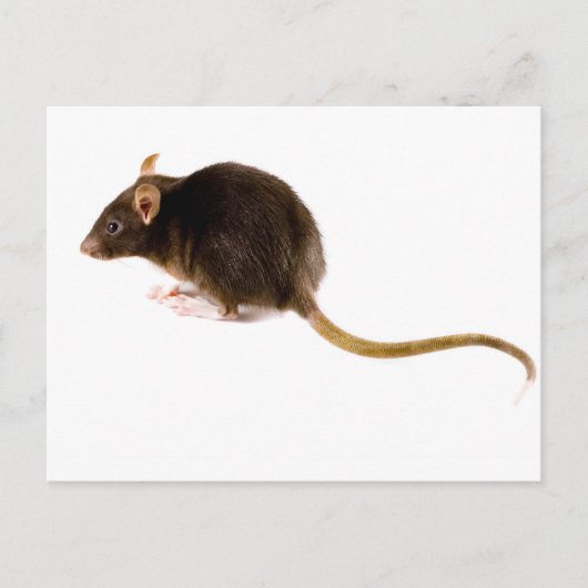 Brown Rat Postkarte (Vorderseite)