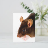 Brown Rat Postkarte (Stehend Vorderseite)