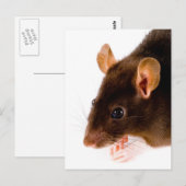 Brown Rat Postkarte (Vorne/Hinten)