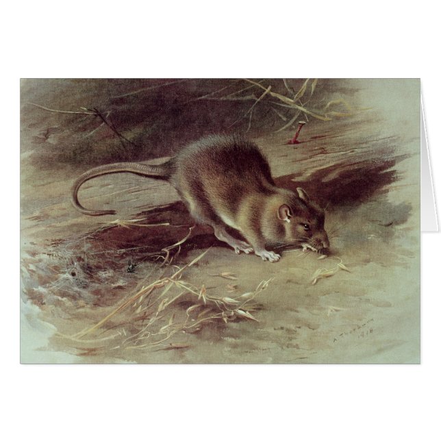 Brown-Ratte 1918 (Vorderseite (Horizontal))