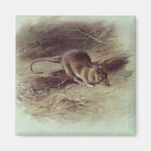 Brown-Ratte 1918 Magnet