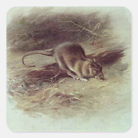 Brown-Ratte 1918 Quadratischer Aufkleber (Vorderseite)