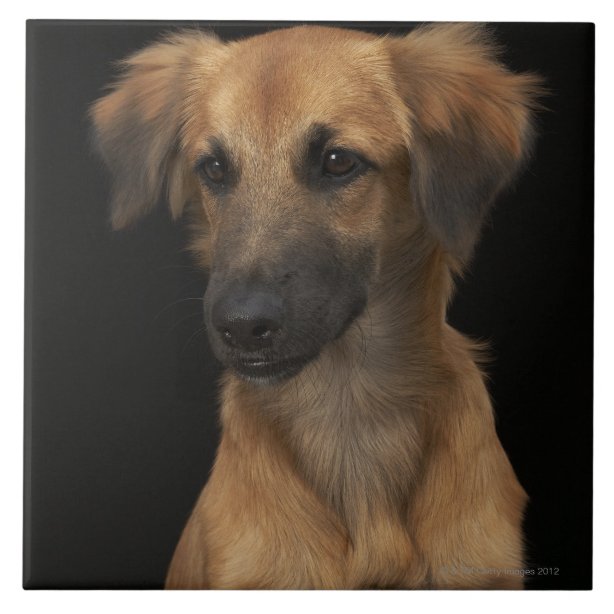 Hund Fliesen Zazzle.de