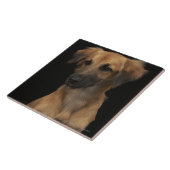 Brown resuce Hund mit schwarzer Nase auf Schwarzem Fliese (Seite)