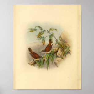 Brown Rufous Backed Greygone Bird Vintag Print Poster
