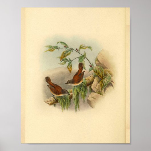 Brown Rufous Backed Greygone Bird Vintag Print Poster (Vorne)