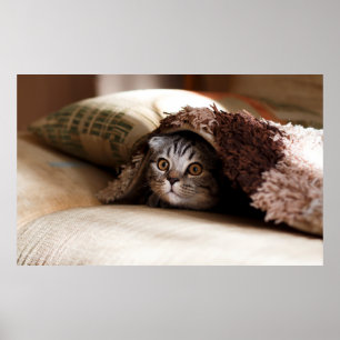 BROWN SCOTTISH FOLGE IN BROWN THICK-PILE BLANKET POSTER