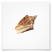 Brown Seashell Beach Wasserbad Fotodruck (Vorne)