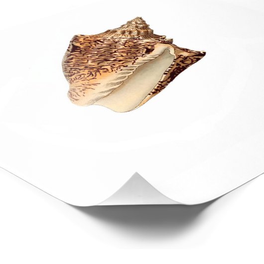 Brown Seashell Beach Wasserbad Fotodruck (Ecke)