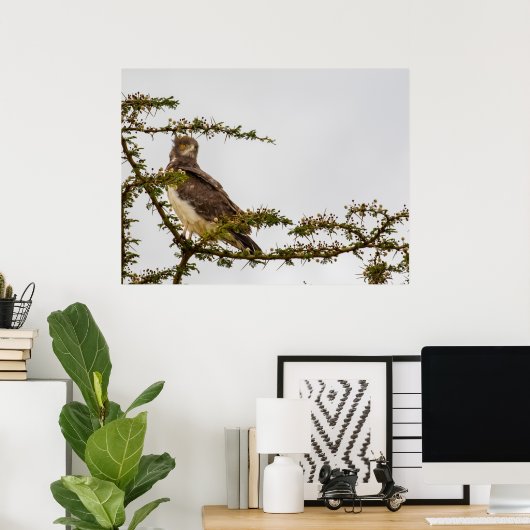 Brown Snake Eagle - Sentinel der Savanne Poster (Heimbüro)