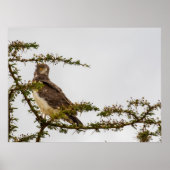 Brown Snake Eagle - Sentinel der Savanne Poster (Vorne)