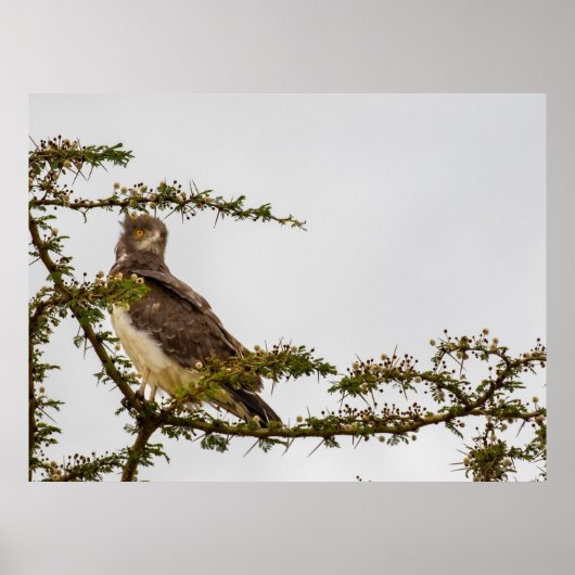 Brown Snake Eagle - Sentinel der Savanne Poster (Vorne)