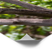 Brown Snake Eagle - Sentinel des afrikanischen Him Poster (Ecke)