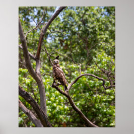 Brown Snake Eagle - Sentinel des afrikanischen Him Poster