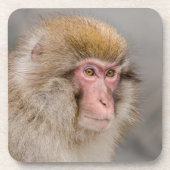 Brown Snow Monkey, japanische Fotografie Getränkeuntersetzer (Vorderseite)