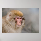 Brown Snow Monkey, japanische Fotografie Poster (Vorne)