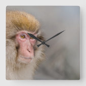 Brown Snow Monkey, japanische Fotografie Quadratische Wanduhr (Vorderseite)