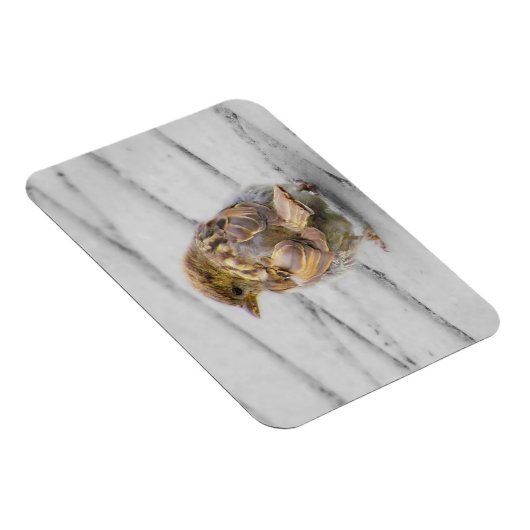 Brown Sparrow Magnet (Rechte Seite)