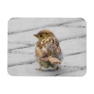Brown Sparrow Magnet