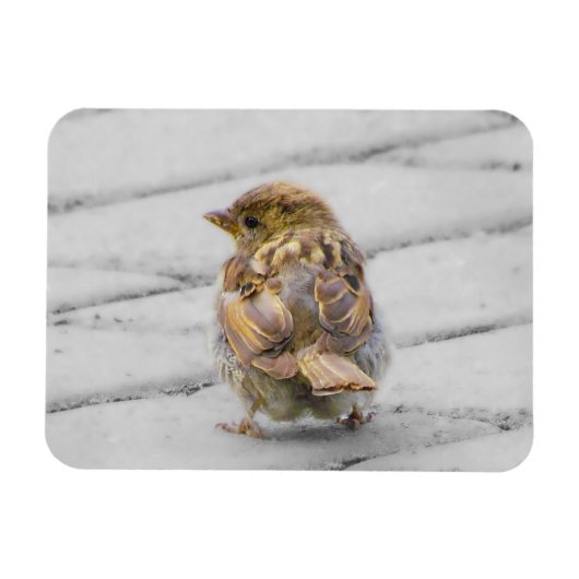 Brown Sparrow Magnet (Horizontal)