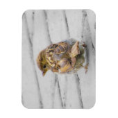 Brown Sparrow Magnet (Vertikal)