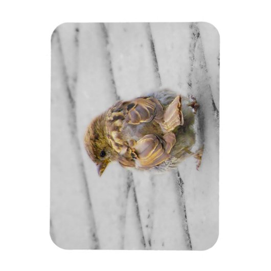 Brown Sparrow Magnet (Vertikal)