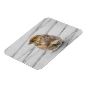 Brown Sparrow Magnet (Linke Seite)