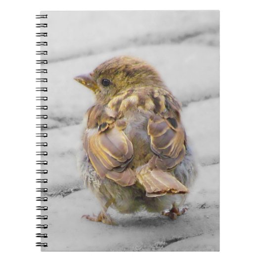 Brown Sparrow Notizblock (Vorderseite)