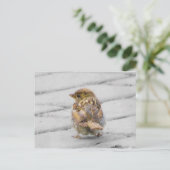 Brown Sparrow Postkarte (Stehend Vorderseite)