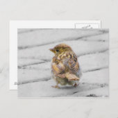 Brown Sparrow Postkarte (Vorne/Hinten)