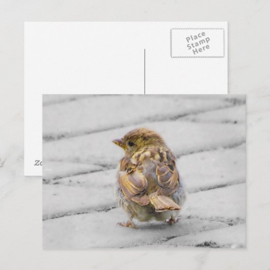 Brown Sparrow Postkarte (Vorne/Hinten)