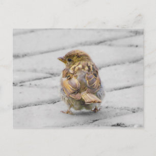 Brown Sparrow Postkarte