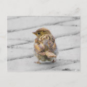Brown Sparrow Postkarte (Vorderseite)
