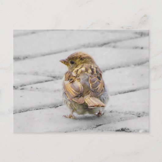 Brown Sparrow Postkarte (Vorderseite)