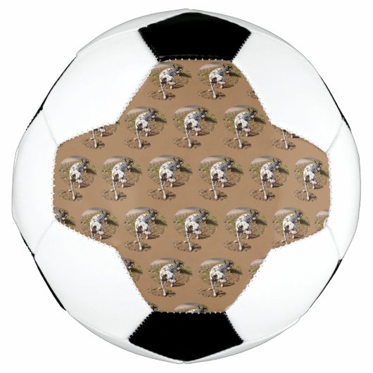 Brown Spotty Dalmatiner, Fußball (Vorderseite)
