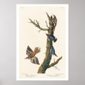 Brown Strampler and Californian Nuthatch by Audubo Poster (Vorne)