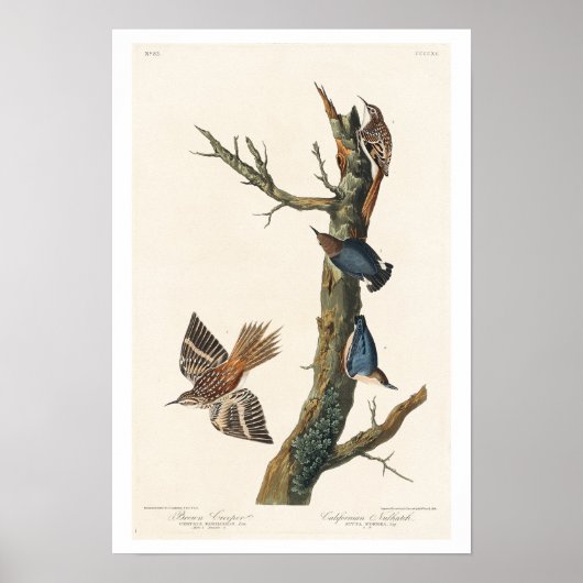 Brown Strampler and Californian Nuthatch by Audubo Poster (Vorne)