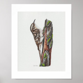 Brown Strampler Art Print Poster