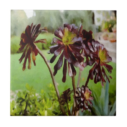 Brown sukculent fliese (Vorderseite)