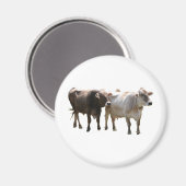 Brown Swiss Cows Magnet (Vorderseite/Rückseite)