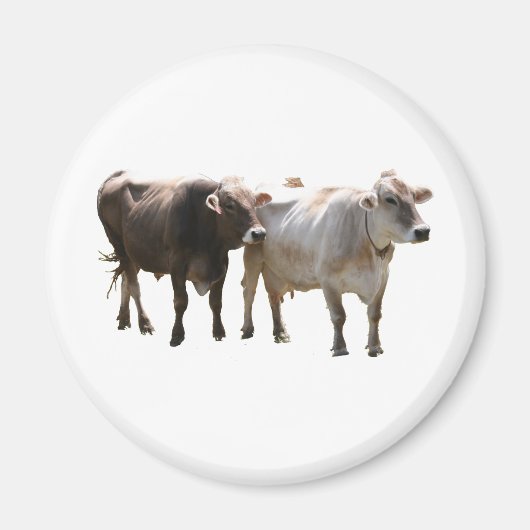 Brown Swiss Cows Magnet (Vorne)