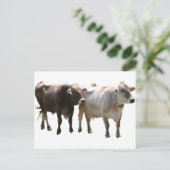 Brown Swiss Cows Postkarte (Stehend Vorderseite)