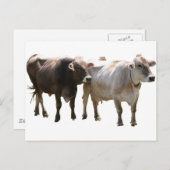 Brown Swiss Cows Postkarte (Vorne/Hinten)