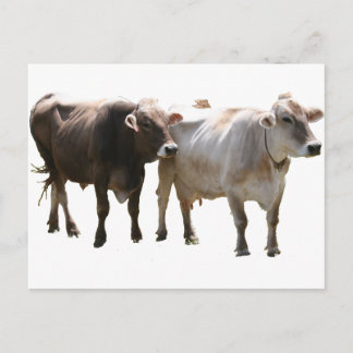 Brown Swiss Cows Postkarte