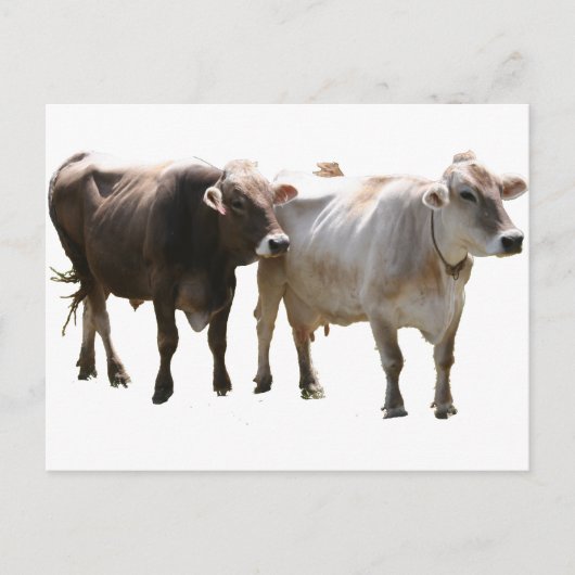Brown Swiss Cows Postkarte (Vorderseite)